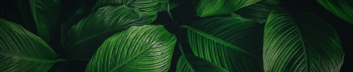 Banner Daun